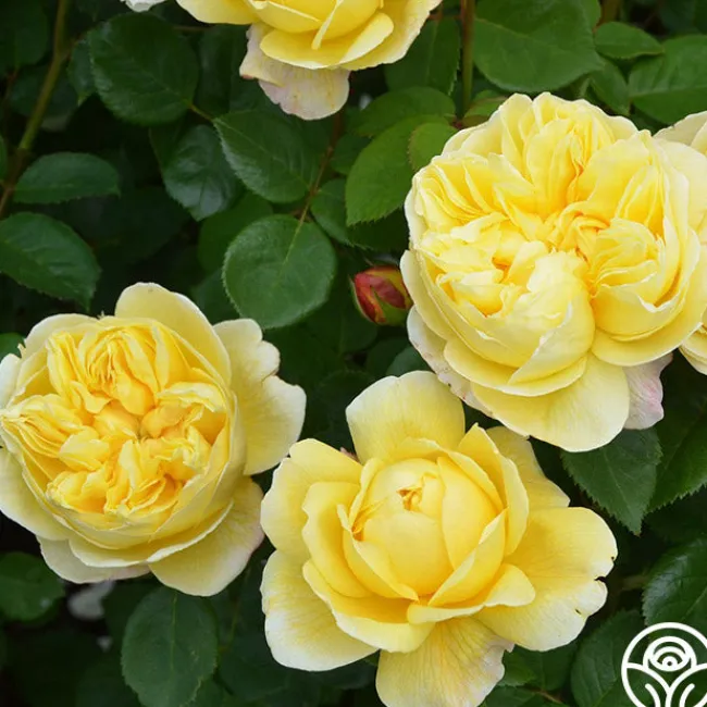 Charles Darwin®>Heirloom Roses Discount