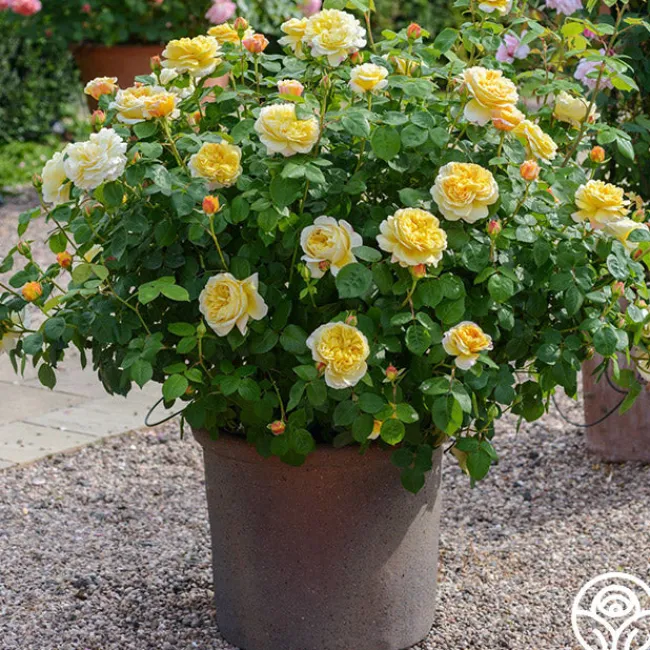 Charles Darwin®>Heirloom Roses Discount