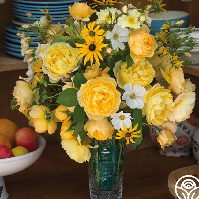 Charles Darwin®>Heirloom Roses Discount