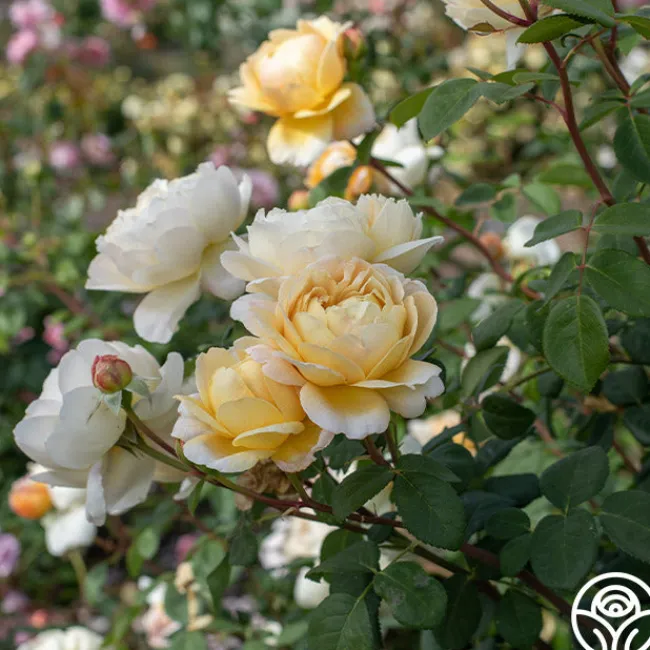 Charles Darwin®>Heirloom Roses Discount