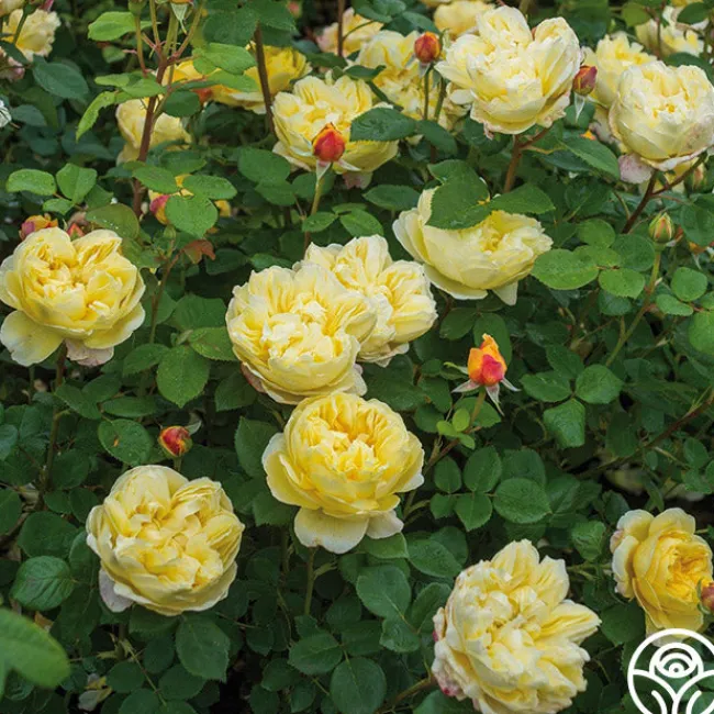 Charles Darwin®>Heirloom Roses Discount