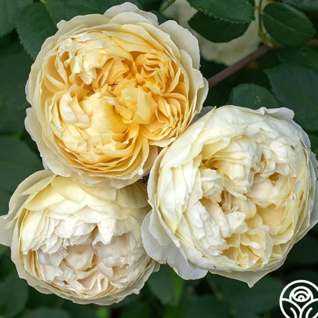 Charles Darwin®>Heirloom Roses Discount