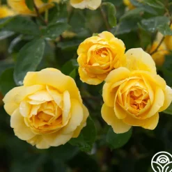 Ch-Ching!>Heirloom Roses Clearance