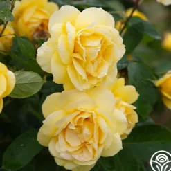 Ch-Ching!>Heirloom Roses Clearance