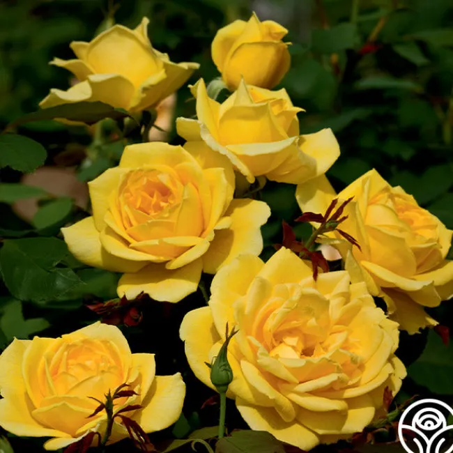Ch-Ching!>Heirloom Roses Clearance