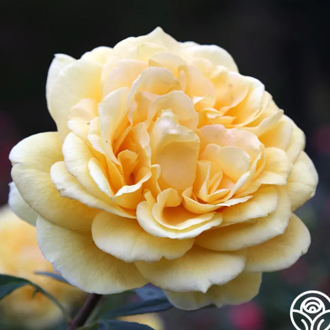 Ch-Ching!>Heirloom Roses Clearance