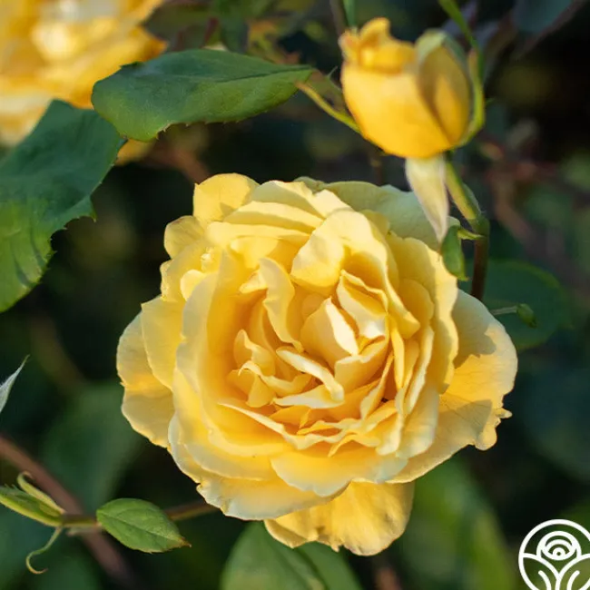 Ch-Ching!>Heirloom Roses Clearance