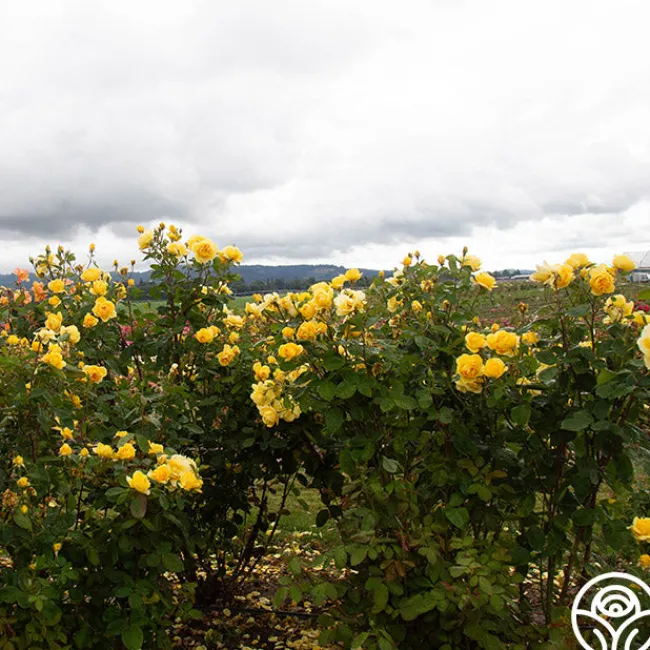 Ch-Ching!>Heirloom Roses Clearance