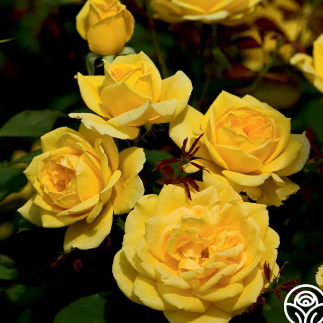 Ch-Ching!>Heirloom Roses Clearance