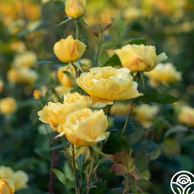 Ch-Ching!>Heirloom Roses Clearance