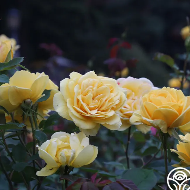 Ch-Ching!>Heirloom Roses Clearance