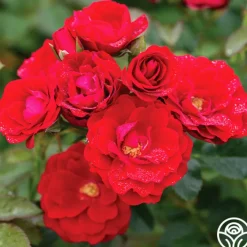 Cherry Frost™>Heirloom Roses Discount