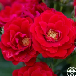 Cherry Frost™>Heirloom Roses Discount