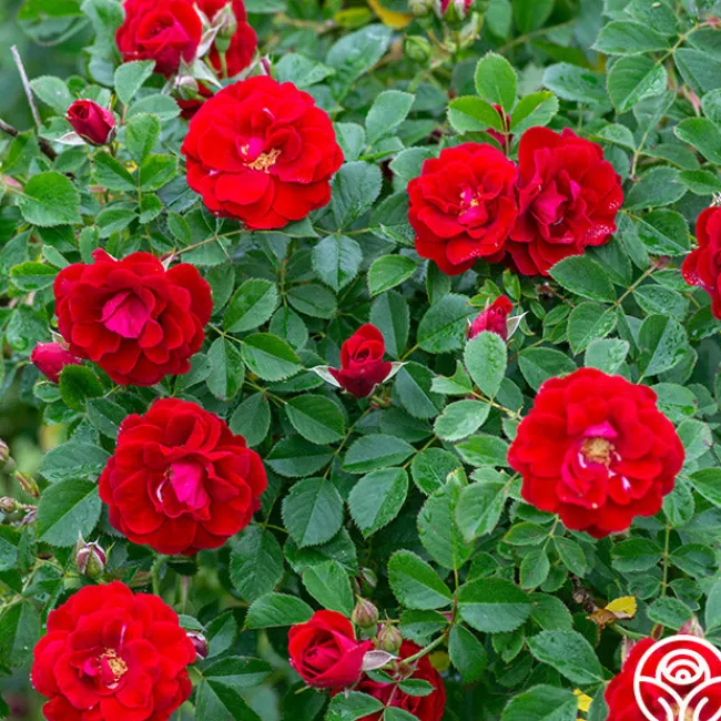 Cherry Frost™>Heirloom Roses Discount