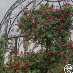 Cherry Garland™>Heirloom Roses Best