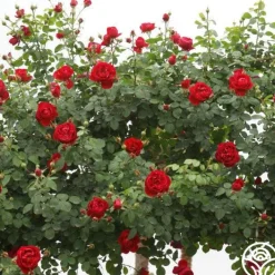 Cherry Garland™><noscript><img width=