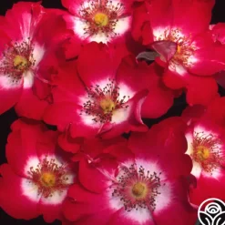 Cherry Meidiland®>Heirloom Roses Clearance