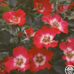 Cherry Meidiland®>Heirloom Roses Clearance