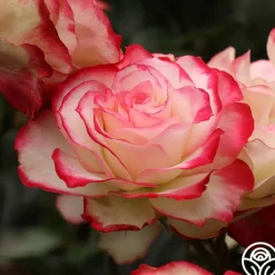 Cherry Parfait™>Heirloom Roses Online