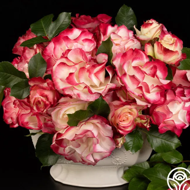 Cherry Parfait™>Heirloom Roses Online