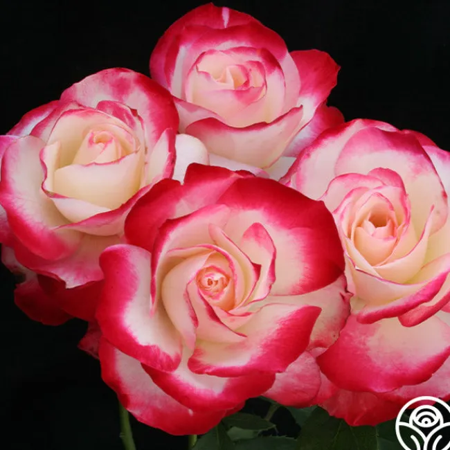 Cherry Parfait™>Heirloom Roses Online