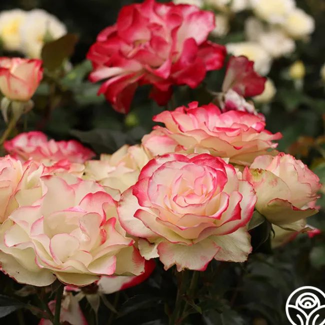 Cherry Parfait™>Heirloom Roses Online