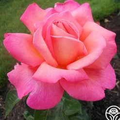 Chicago Peace®>Heirloom Roses Discount