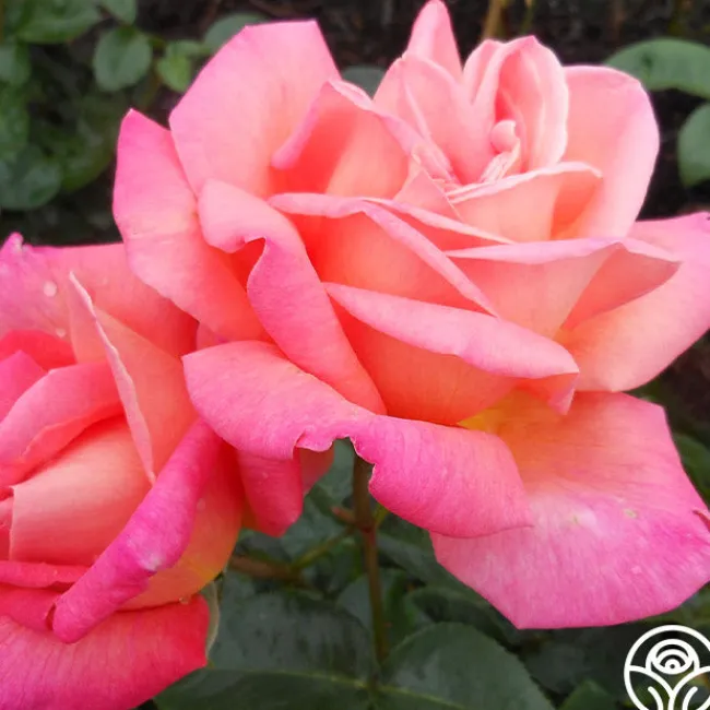 Chicago Peace®>Heirloom Roses Discount
