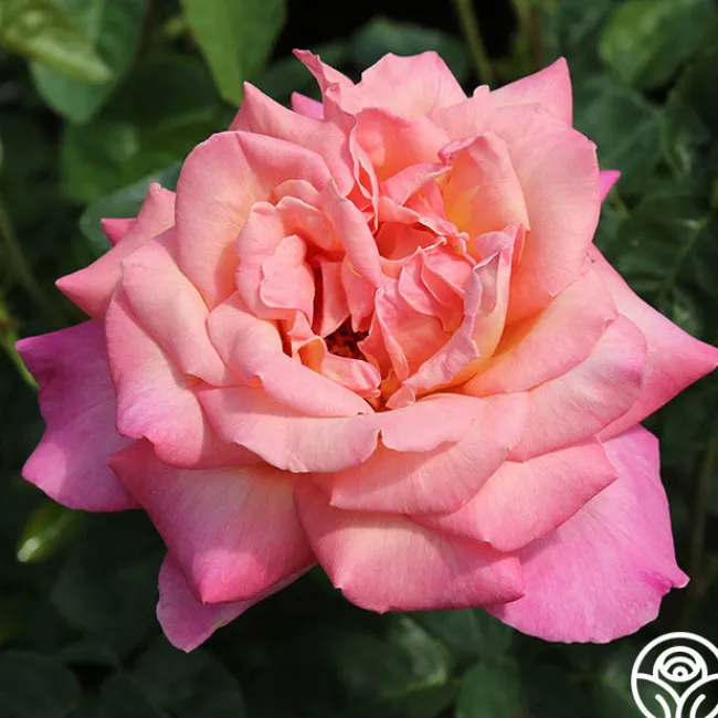 Chicago Peace®>Heirloom Roses Discount