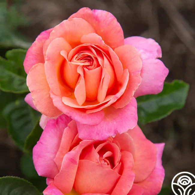 Chicago Peace®>Heirloom Roses Discount