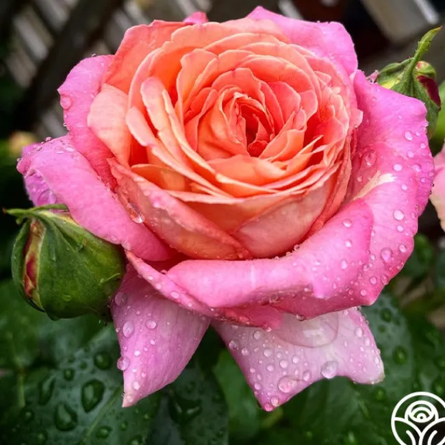 Chicago Peace®>Heirloom Roses Discount