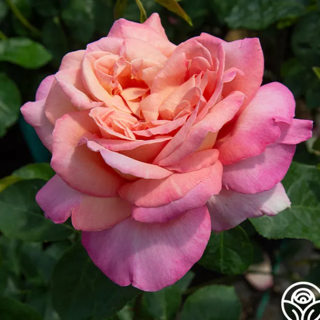 Chicago Peace®>Heirloom Roses Discount