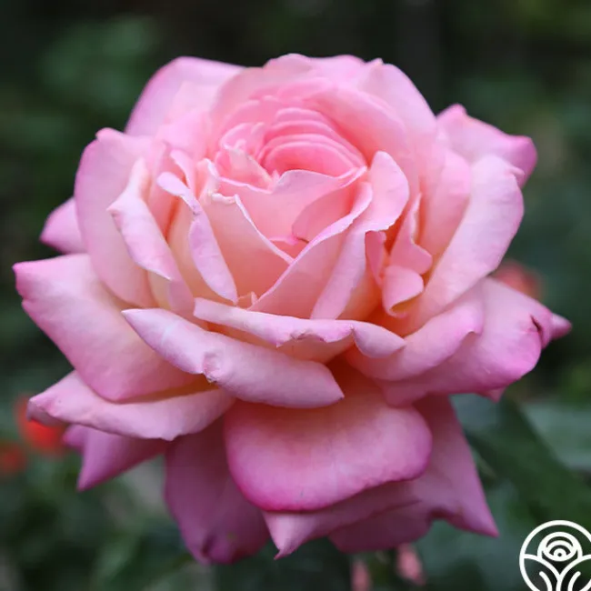 Chicago Peace®>Heirloom Roses Discount