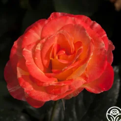 Chihuly™>Heirloom Roses Online