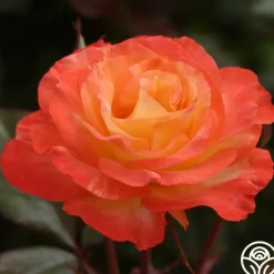 Chihuly™>Heirloom Roses Online