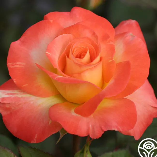 Chihuly™>Heirloom Roses Online