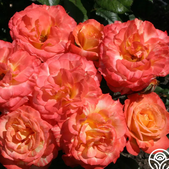 Chihuly™>Heirloom Roses Online