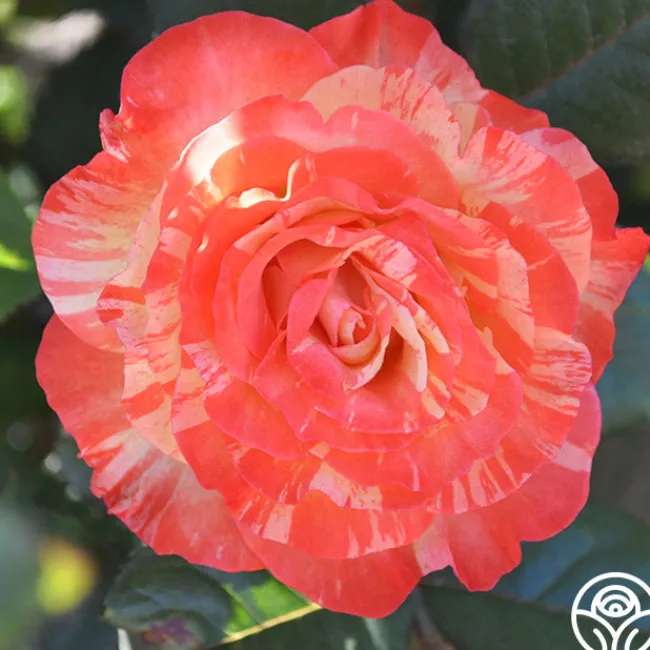 Chihuly™>Heirloom Roses Online