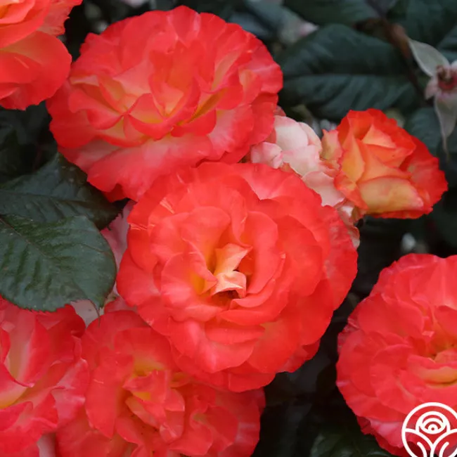 Chihuly™>Heirloom Roses Online