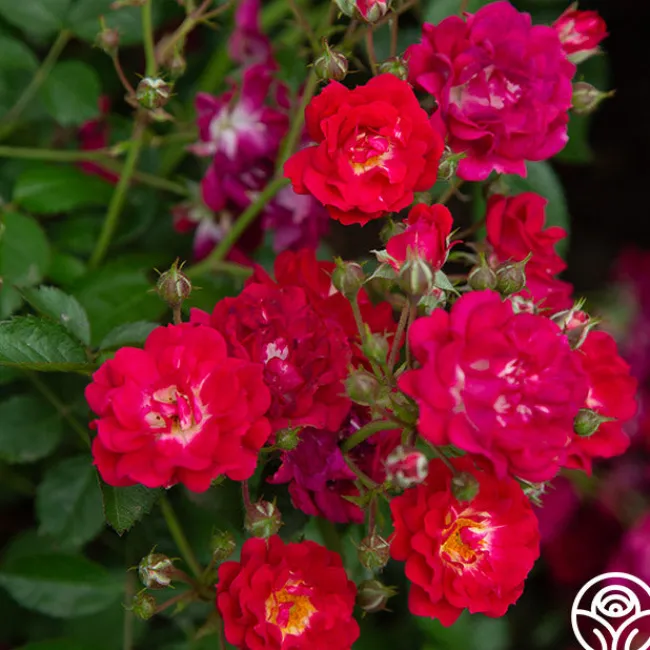 Children's Hope™>Heirloom Roses Outlet