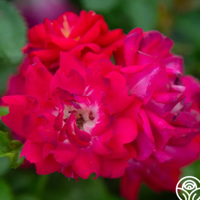 Children's Hope™>Heirloom Roses Outlet