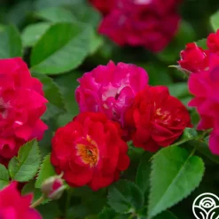 Children's Hope™><noscript><img width=