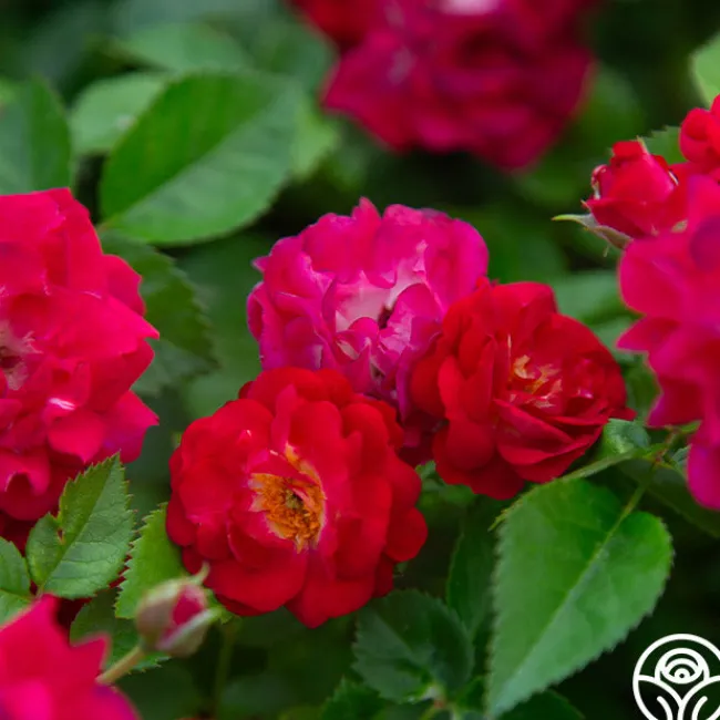 Children's Hope™>Heirloom Roses Outlet