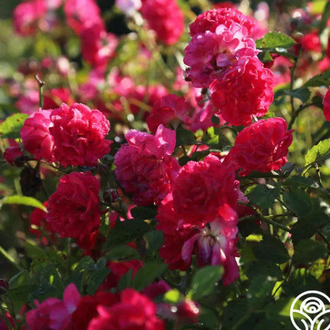 Children's Hope™>Heirloom Roses Outlet