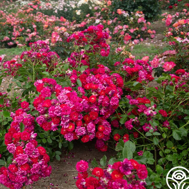 Children's Hope™>Heirloom Roses Outlet