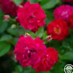 Children's Hope™><noscript><img width=