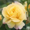 Chinatown®>Heirloom Roses New