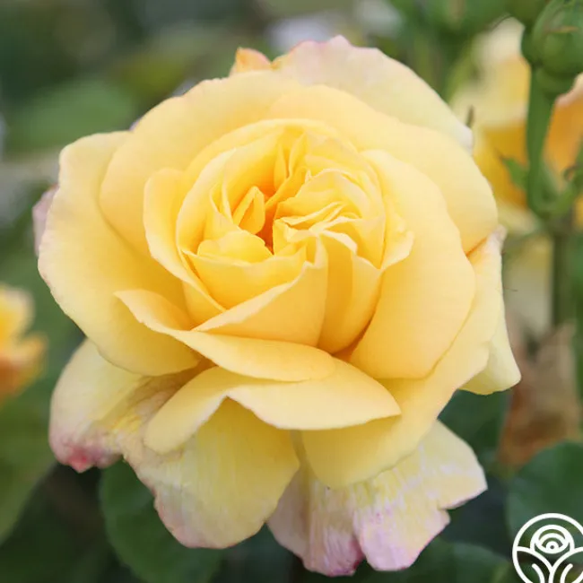Chinatown®>Heirloom Roses New