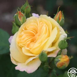 Chinatown®>Heirloom Roses New