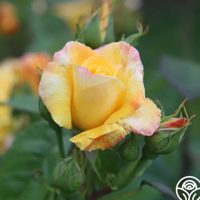 Chinatown®>Heirloom Roses New